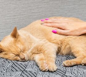 how do i know if my cat has a fever, Photo credit Oleg Opryshko Shutterstock com