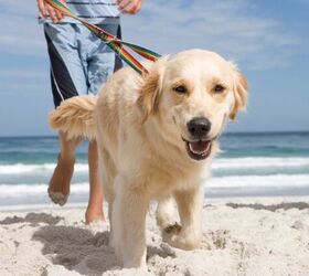 Watch Out for These Common Summer Dangers for Dogs