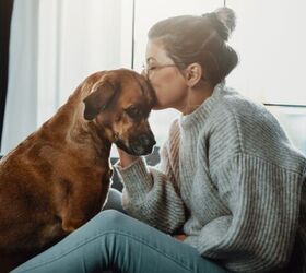 What is Hospice Care for Dogs and Cats?