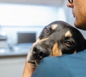 what is hospice care for dogs and cats, Photo credit Jaromir Chalabala Shutterstock com