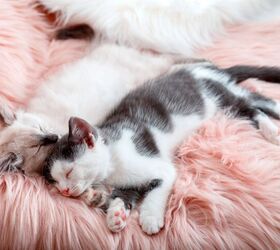 Let's Trick Out the Ultimate Cat Sanctuary.