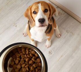 Can Dogs Suffer From Acid Reflux?