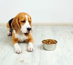 can dogs suffer from acid reflux, Photo credit Viktorya Telminova Shutterstock com
