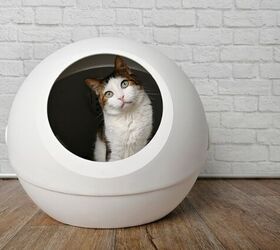 What Does Your Cat's Poop Reveal About Their Health?