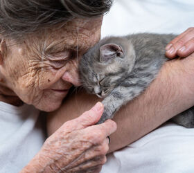Do Cats Make the Purr-fect Therapy Animals?