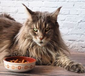 Zeus the Maine Coon is the Size of a Child