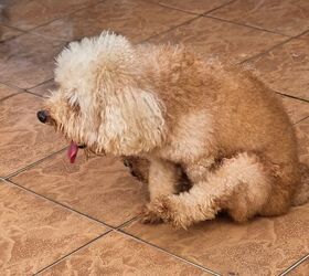 Why Is My Dog Scooting on the Floor?