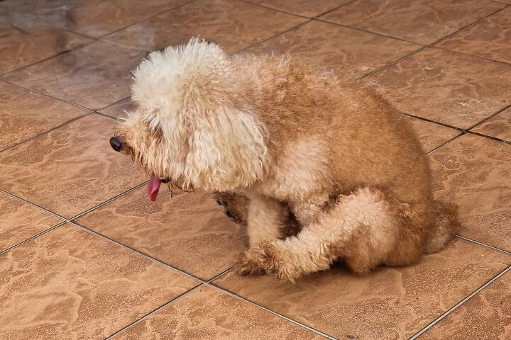 Why Is My Dog Scooting On The Floor PetGuide why-is-my-dog-scooting-on-the-floor-petguide