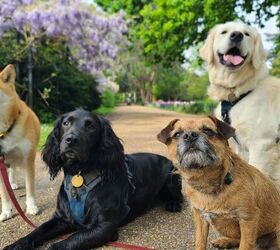 What Are the Best Dog Breeds for First-Time Owners?