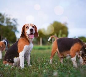 what are the best dog breeds for first time owners, kobkik Shutterstock
