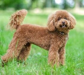 what are the best dog breeds for first time owners, Mykhaylo Kozelko Shutterstsock