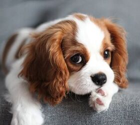 what are the best dog breeds for first time owners, Ekaterina Latokhina Shutterstock