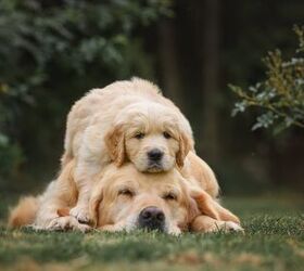 what are the best dog breeds for first time owners, Nikaletto Shutterstock