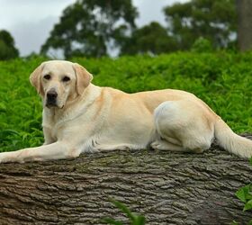 what are the best dog breeds for first time owners, Daney daney Shutterstock