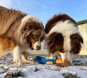 Do Dogs Grow Out of Resource Guarding?