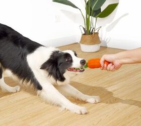 do dogs grow out of resource guarding