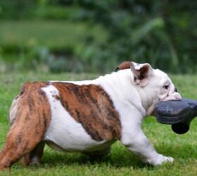 The Great Sock Heist: Why Your Dog Steals the Strangest Things