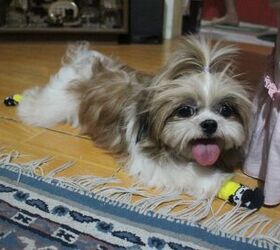 the great sock heist why your dog steals the strangest things