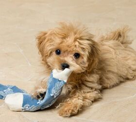 the great sock heist why your dog steals the strangest things