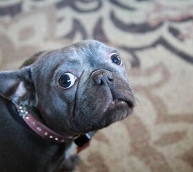 the great sock heist why your dog steals the strangest things