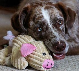 the great sock heist why your dog steals the strangest things