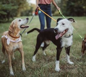the great sock heist why your dog steals the strangest things