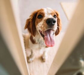 Why Does My Pet Follow Me Into the Bathroom?