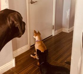why does my pet follow me into the bathroom