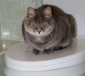 why does my pet follow me into the bathroom