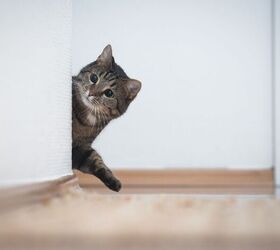 why does my pet follow me into the bathroom
