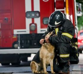 Wildfire Dogs Find Love After Rescue, Thanks to "Extraordinary World"