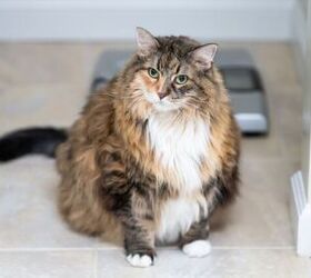 Chubby Rescue Cat Arrives at Shelter ‘Too Large’ for the Scale