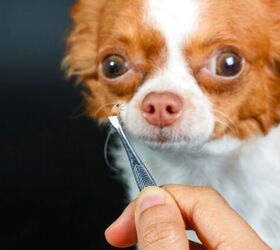 2025 Pet Parasite Warning: Lyme & Heartworm Risk Up