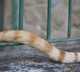 What Your Cat’s Tail Is Trying to Tell You