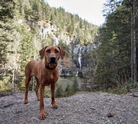 Loyal Pup's Warning Prevents Potential Disaster on Hike