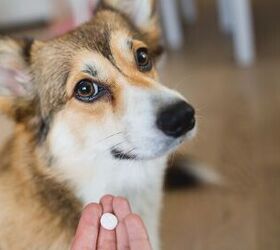 Simple Tricks to Get Your Pet to Take Their Meds