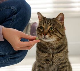 simple tricks to get your pet to take their meds, Photo credit New Africa Shutterstock com
