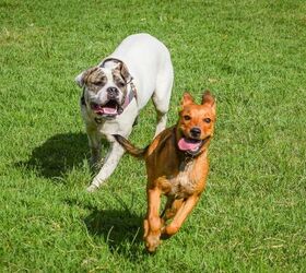 10 Ways to Pay Attention to Your Dog’s Wellbeing During the Summer