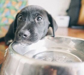 10 ways to pay attention to your dogs wellbeing during the summer