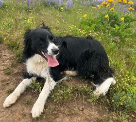 10 ways to pay attention to your dogs wellbeing during the summer