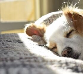 10 ways to pay attention to your dogs wellbeing during the summer