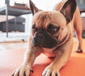 10 ways to pay attention to your dogs wellbeing during the summer
