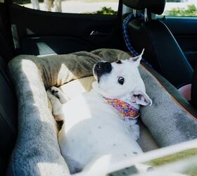 10 ways to pay attention to your dogs wellbeing during the summer
