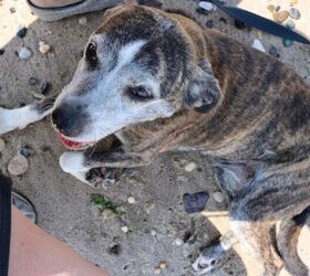 10 ways to pay attention to your dogs wellbeing during the summer
