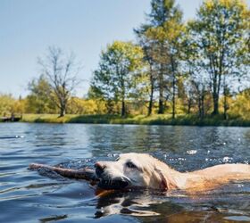 10 ways to pay attention to your dogs wellbeing during the summer