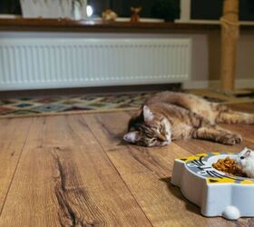 Why Has My Cat Suddenly Gone Off Their Food?