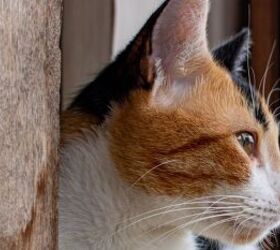 Cat - image via Canva