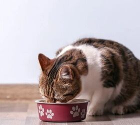 Cat eating - image via Canva