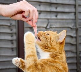 Hand feeding cat - image via Canva