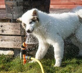 3 Fun Games to Keep Your Dog Cool This Summer